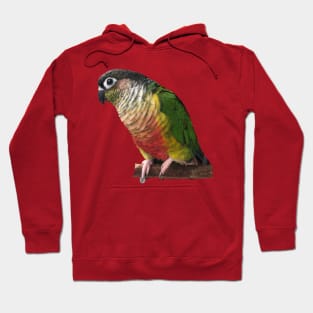 Green Cheek Conure Parrot Bird design, Love for birds Hoodie